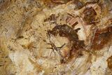 Beautiful Petrified Wood (Araucaria) Round - Madagascar #325567-1